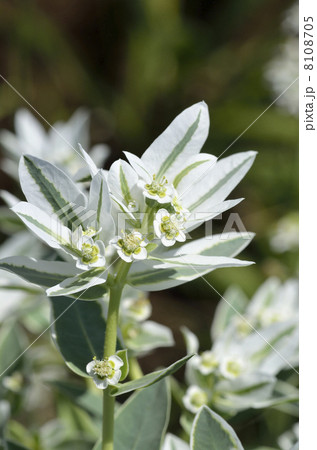 ハツユキソウ（初雪草） 8108705