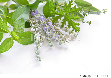 ラベンダーとハーブ 8108823