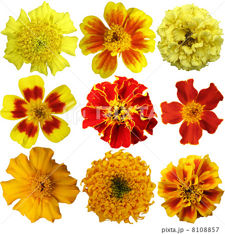 Marigold flowers set on a white background Marigold flowers set on a white background 8108857