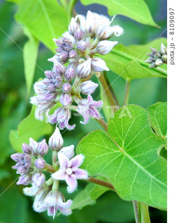 ガガイモの花 8109097