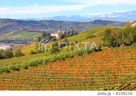 Autumnal view on vineyards in Piedmont, Italy. 8109130