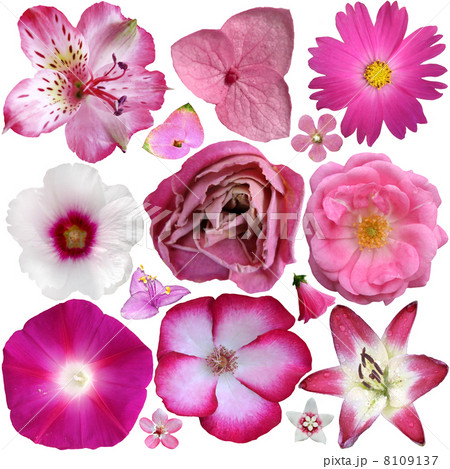 Set of Pink Flowers Isolated on White 8109137