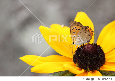 ベニシジミ 8109274