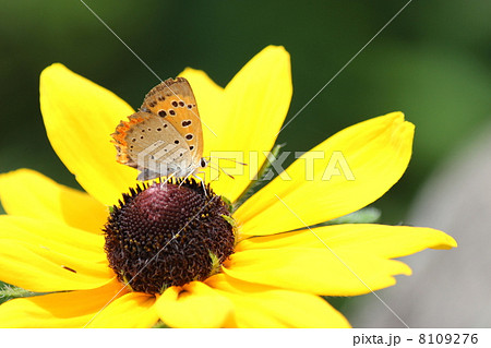 ベニシジミ 8109276