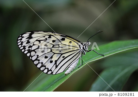 オオゴマダラ 8109281