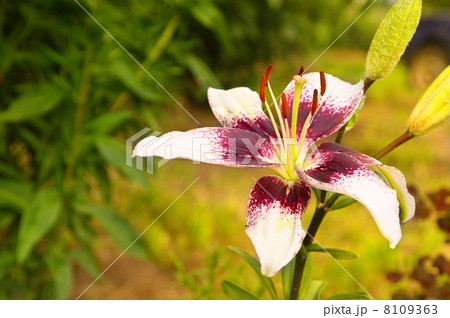 Lily Flower (Lílium) in Garden natural floral background 8109363