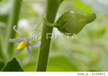 ツノナス 8109841