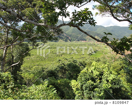 奄美大島・マングローブ原生林 8109847