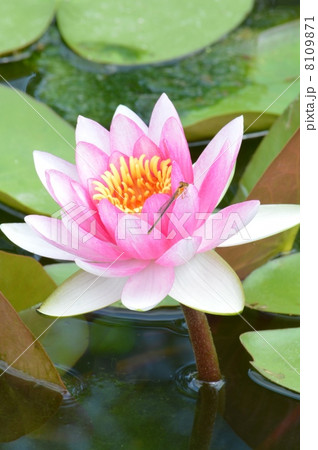 スイレン 8109871