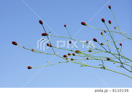 ワレモコウ 8110136