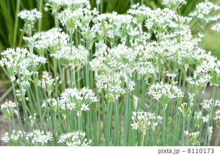 ニラの花 8110173