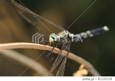 シオカラトンボ♀ シオカラトンボ♀ 8110216