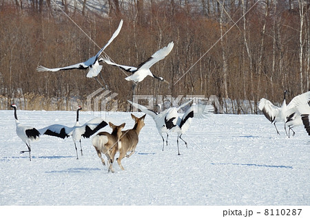 タンチョウとエゾシカ 8110287