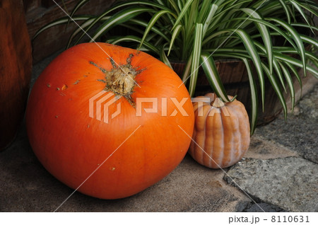 ジャンボかぼちゃ 8110631
