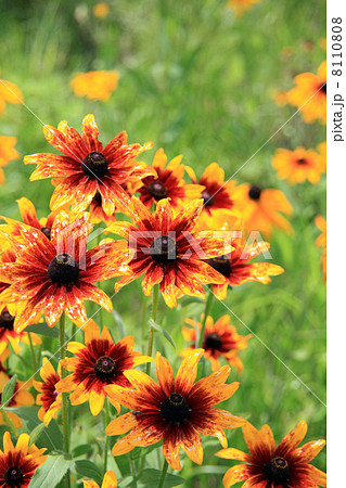 ヒメヒマワリ 8110808