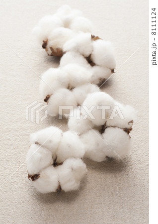 布の背景に複数の綿の実 8111124
