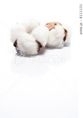 白背景に綿の実 8111131