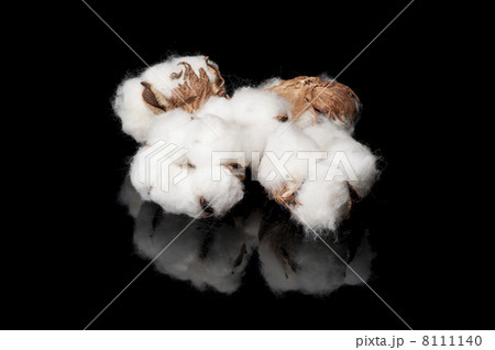 黒色の背景に綿の実 8111140