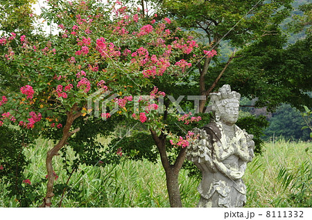 京都　夏の広沢の池の石仏 8111332