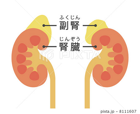 腎臓と副腎の図のイラスト素材