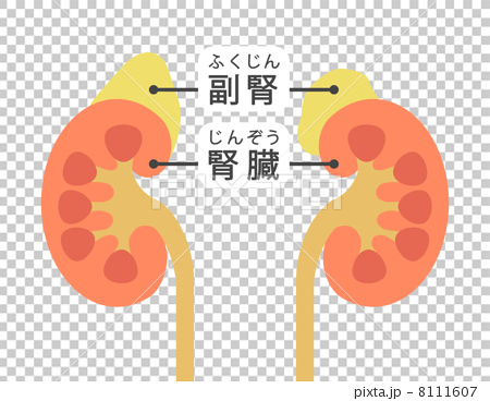 腎臓と副腎の図のイラスト素材