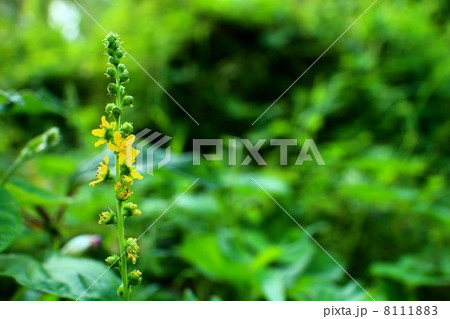 キンミズヒキ 8111883