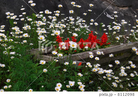 路傍に咲いた掬の花の景色 8112098