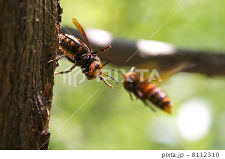 オオスズメバチ 8112310
