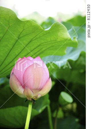 蓮 蓮 8112430