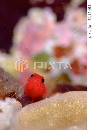 オキナワベニハゼ 8112461