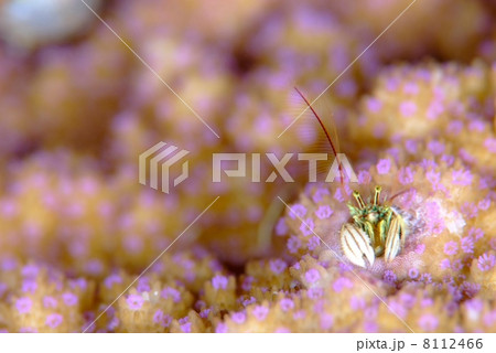 綺麗なサンゴに住むカンザシヤドカリ 8112466