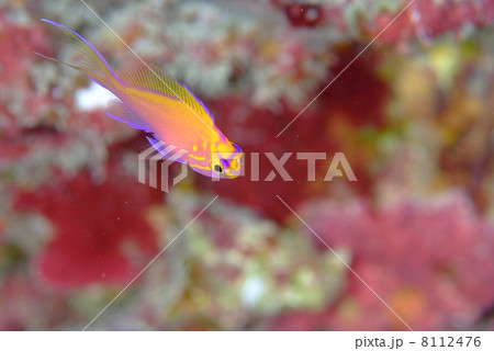 ハナゴンベの若魚 ハナゴンベの若魚 8112476