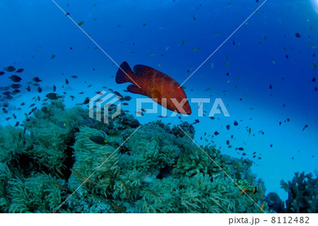 珊瑚礁とアザハタ 珊瑚礁とアザハタ 8112482