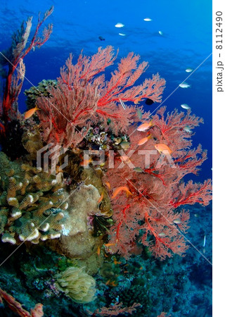 イソバナと熱帯魚 イソバナと熱帯魚 8112490