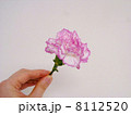 カーネーション 8112520