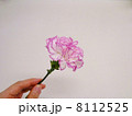 カーネーション 8112525