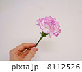 カーネーション 8112526