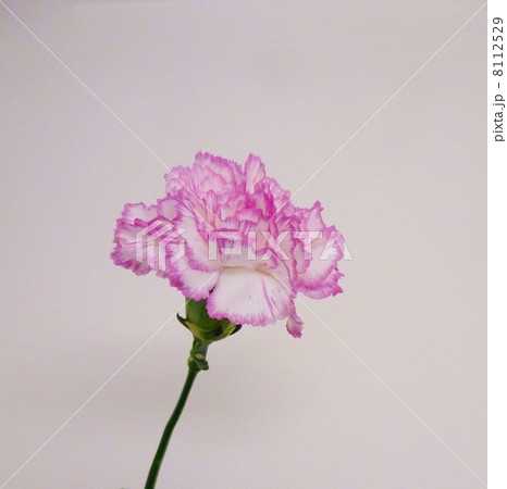 カーネーション 8112529