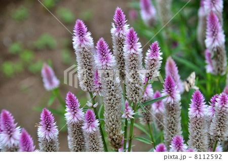 ノゲイトウ 8112592