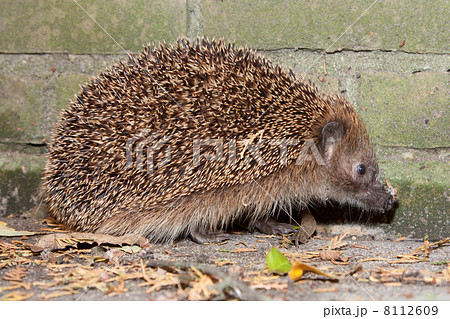 European Hedgehog (Erinaceus europaeus) European Hedgehog (Erinaceus europaeus) 8112609