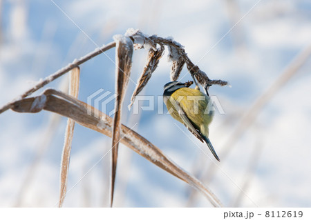 Blue Tit (Cyanistes caeruleus) 8112619