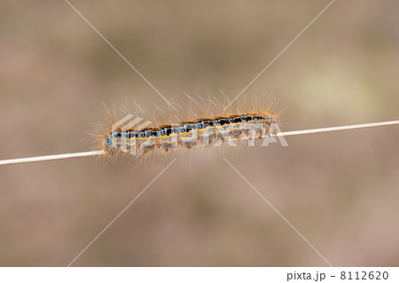 Caterpillar of the Ground Lackey (Malacosoma castrense) 8112620
