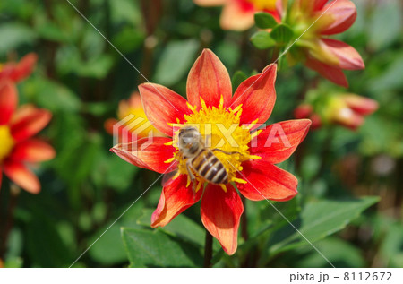 花とミツバチ 花とミツバチ 8112672
