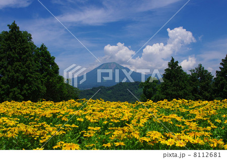 ルドベキア 8112681