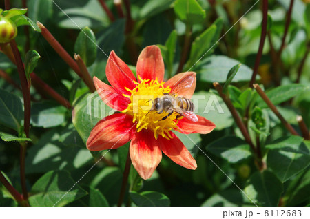花とミツバチ 8112683
