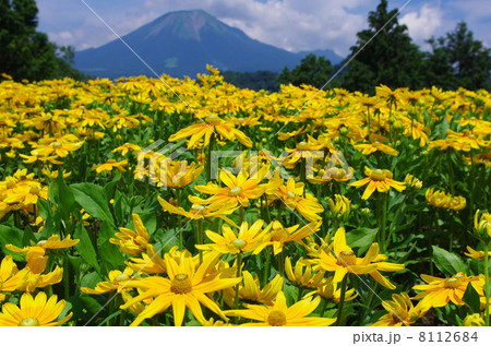 ルドベキア ルドベキア 8112684