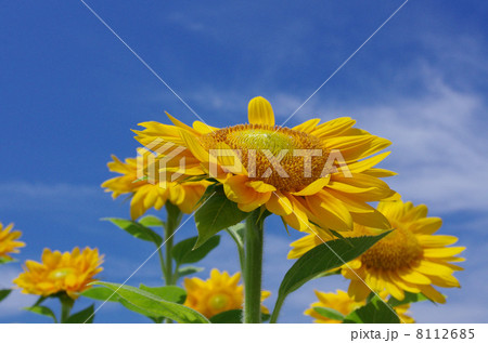 ヒマワリ 8112685