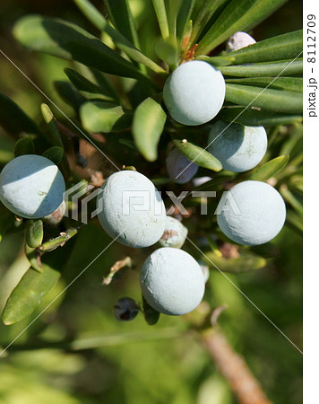 マキ(槇)の実 マキ(槇)の実 8112709