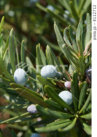 マキ(槇)の実 マキ(槇)の実 8112712