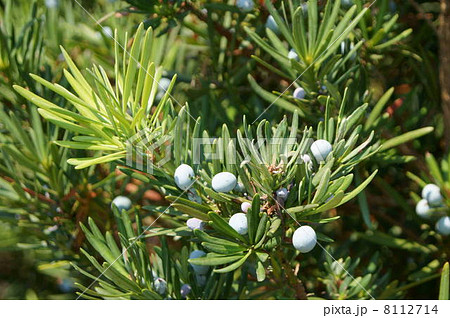 マキ（槇）の実 8112714